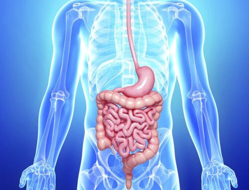 Gastrointestinal tract: 9 Metres to the Exit And What Happens In Between