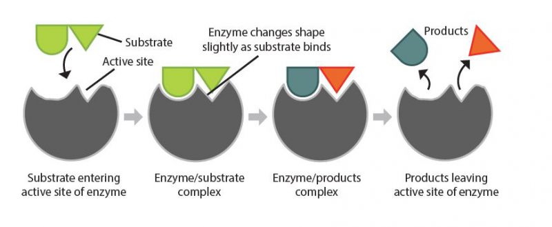 Actinidin protein digesting enzyme - Actazin®