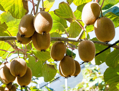 Actinidin: a kiwifruit unique, protein-digesting enzyme