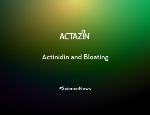 Actinidin and Bloating
