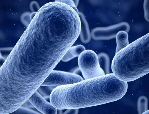 Akkermansia: The Next-Generation Probiotic Revolutionizing Gut Health