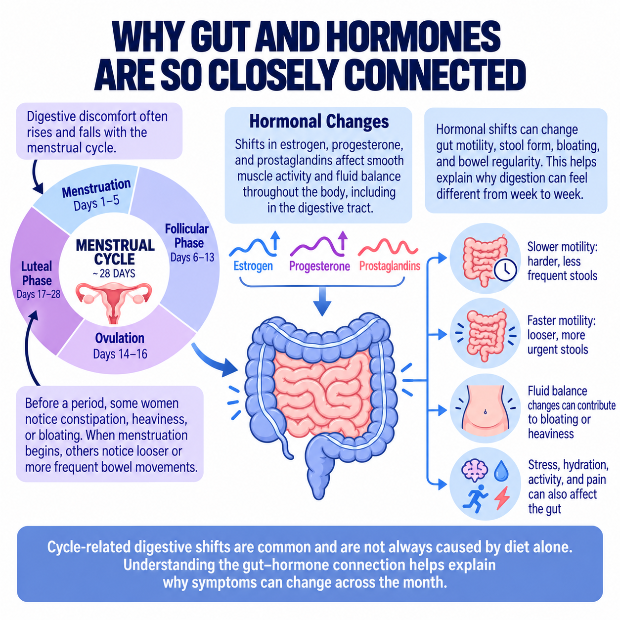 Infographic showing how the gut and hormonal fluctuations influence each other
