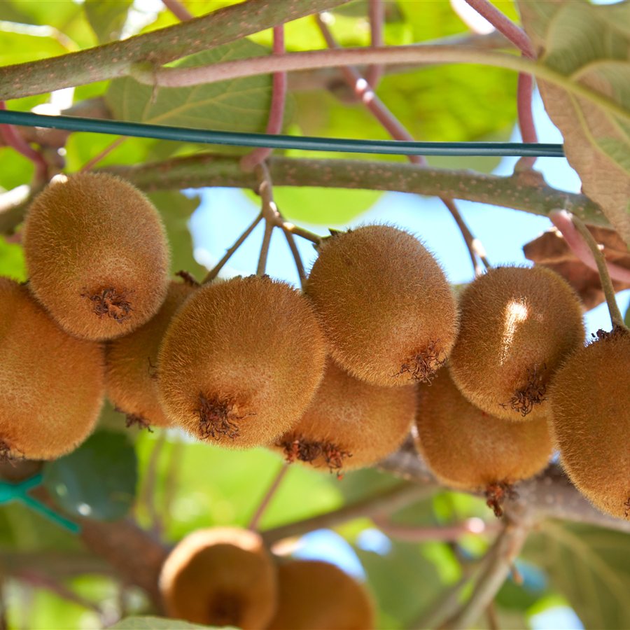 Kiwifruit on the vine Kiwifruit growing on the vine in sunshine with blue sky through the leaves